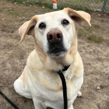 Yellow Labrador Retriever Dogs Available for Adoption in Newark, New Jersey - Zoe (In Foster) | PetCurious