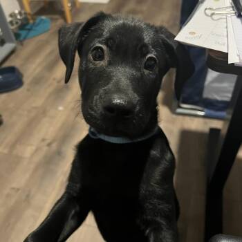 Mixed Breed Dogs Available for Adoption - Everman | PetCurious