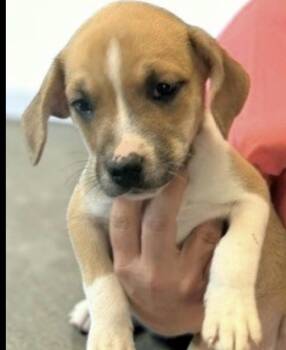 Mocha -  Terrier Dog for Adoption in Copiague, New York - Mocha | PetCurious