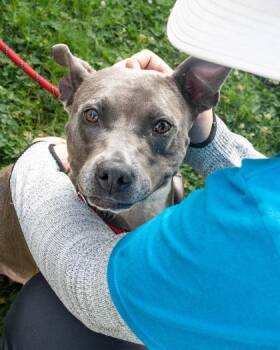 Gravity -  Mixed Breed Dog for Adoption in Chamblee, Georgia - Gravity | PetCurious