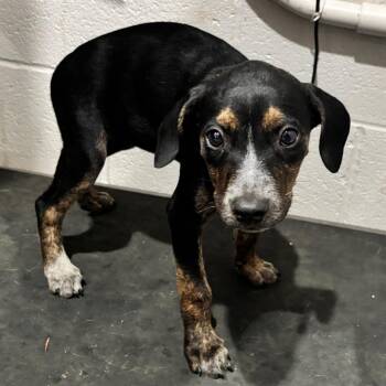 Ping -  Mixed Breed Dog for Adoption in Nashville, Tennessee - Ping | PetCurious