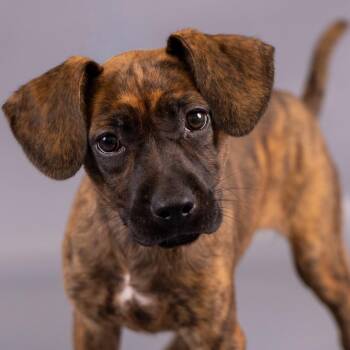 Chica D12499 -  Labrador Retriever and Dutch Shepherd Dog for Adoption - Chica D12499 | PetCurious
