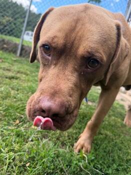 Gabe -  Labrador Retriever and Pit Bull Terrier Dog for Adoption in Mineral, Virginia - Gabe | PetCurious