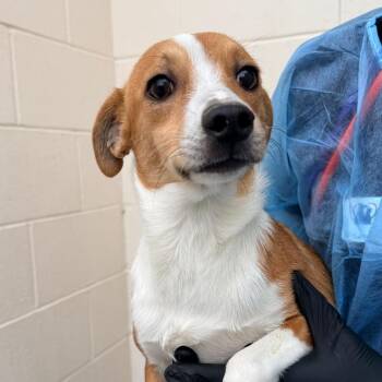 Winter -  Chihuahua Dog for Adoption in Reno, Nevada - Winter | PetCurious