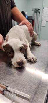 Sansa -  Terrier Dog for Adoption in Athens, Tennessee - Sansa | PetCurious