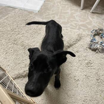 Isaac -  German Shepherd Dog Dog for Adoption in Lenexa, Kansas - Isaac | PetCurious