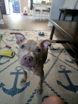 Briar -  Pit Bull Terrier Dog for Adoption in Gainesville, Georgia - Briar | PetCurious
