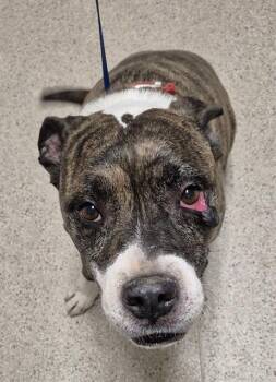 Rescue Pit Bull Terrier Dogs for Adoption in Thousand Oaks, California - Destiny -- URGENT!! | PetCurious