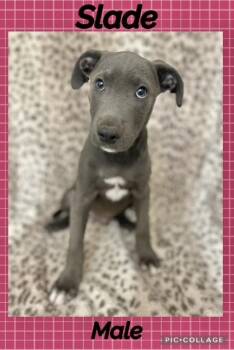 Slade -  Labrador Retriever Dog for Adoption in Manchester, Connecticut - Slade | PetCurious