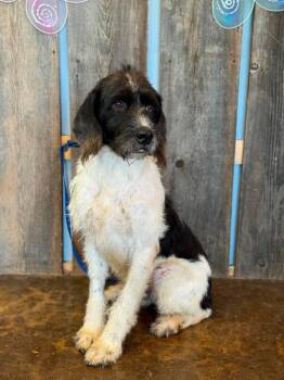 OLIVER 425 -  Labradoodle Dog for Adoption in New Berlin, Wisconsin - OLIVER 425 | PetCurious
