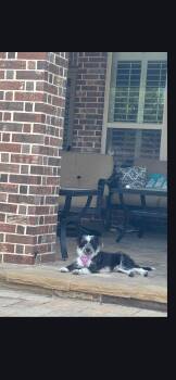 Schnauzer Dogs Available for Adoption in Plano, Texas - Roxy | PetCurious