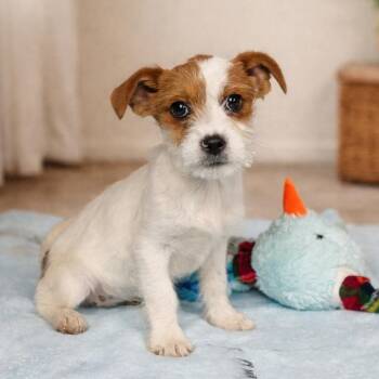 Fox Terrier Dogs Available for Adoption - Daisy P46410 | PetCurious