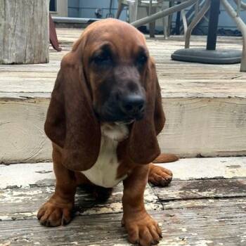 Freyja -  Basset Hound Dog for Adoption in Farragut, Tennessee - Freyja | PetCurious