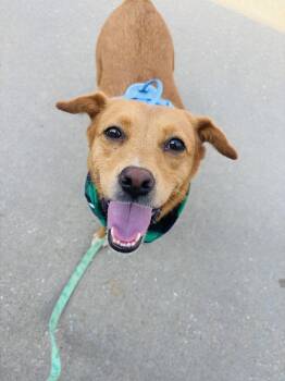 Butter Scotch -  Mixed Breed Dog for Adoption in Rogers, Arkansas - Butter Scotch | PetCurious