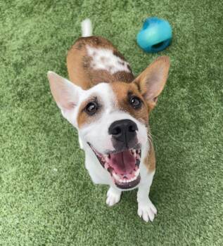 SKIPPY -  Mixed Breed Dog for Adoption in Palmetto, Florida - SKIPPY | PetCurious