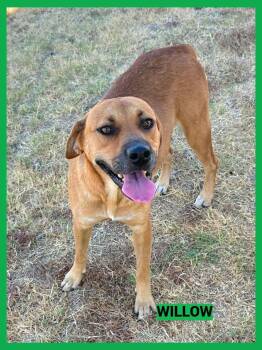 Willow -  Black Mouth Cur Dog for Adoption in Granbury, Texas - Willow | PetCurious