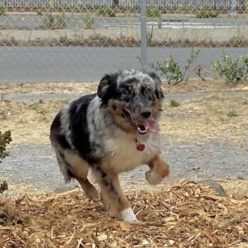 Rescue Australian Shepherd Dogs for Adoption in Richmond, California - BELLE | PetCurious
