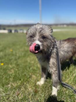 Cairn Terrier Dogs Available for Adoption in Liberty, Missouri - Alfie **arriving 4/21/2026** | PetCurious
