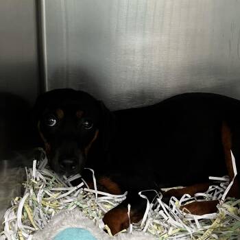 Miniature Pinscher Dogs Available for Adoption in Lakeland, Florida - Fern | PetCurious