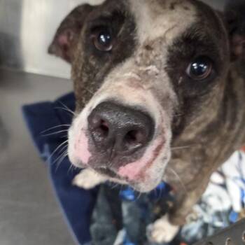 Ram -  Terrier Dog for Adoption in St. Louis, Missouri - Ram | PetCurious