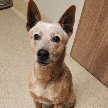 Mylo -  Cattle Dog and Mixed Breed Dog for Adoption in Bristol, Indiana - Mylo | PetCurious