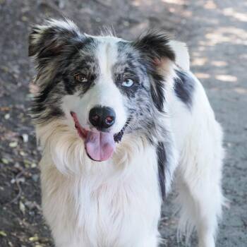 Australian Shepherd and Mixed Breed Dogs Available for Adoption in Richmond, California - BANDIT | PetCurious