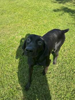 Vader -  German Shorthaired Pointer and Mixed Breed Dog for Adoption in Metter, Georgia - Vader | PetCurious