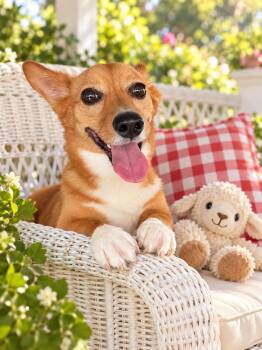Bailey -  Corgi Dog for Adoption in Rockville, Maryland - Bailey | PetCurious