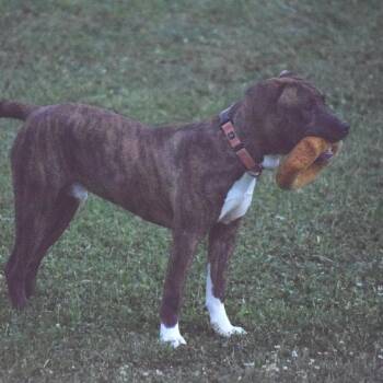Bruno -  Boxer and Pit Bull Terrier Dog for Adoption in Albert Lea, Minnesota - Bruno | PetCurious