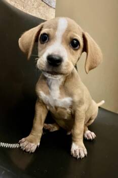 Sam -  Beagle and Mixed Breed Dog for Adoption in Minneapolis, Minnesota - Sam | PetCurious
