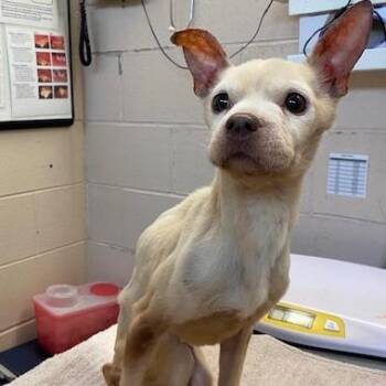 Pinky -  Chihuahua Dog for Adoption in Dayton, Ohio - Pinky | PetCurious