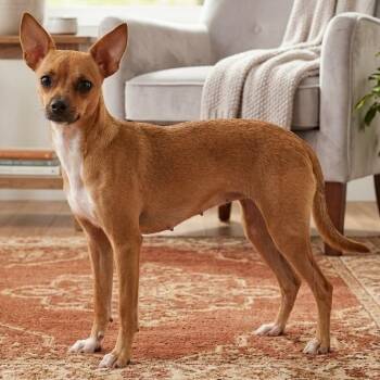 Scrappy -  Chihuahua Dog for Adoption in Pittsfield, Illinois - Scrappy | PetCurious