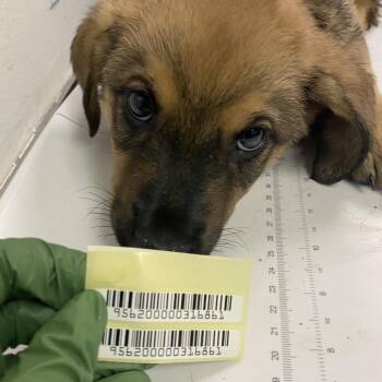 Ian Gallagher -  Mixed Breed Dog for Adoption in Charleston, West Virginia - Ian Gallagher | PetCurious