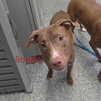 Bonnie -  Mixed Breed Dog for Adoption in Parkersburg, West Virginia - Bonnie | PetCurious