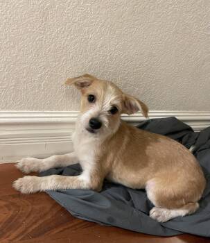 Allie Kat -  Poodle and Terrier Dog for Adoption in Chandler, Arizona - Allie Kat | PetCurious