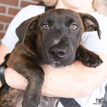 Orzo -  Pointer and Dachshund Dog for Adoption in Washington, District Of Columbia - Orzo | PetCurious