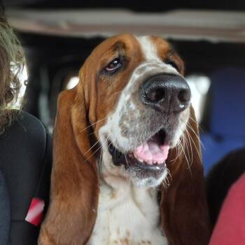 Leroy -  Basset Hound Dog for Adoption in Auburndale, Florida - Leroy | PetCurious