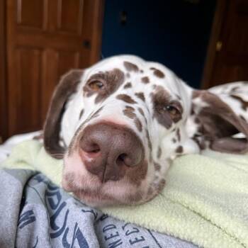 Dalmatian Dogs Available for Adoption in San Diego, California - Lily-Falmouth, KY | PetCurious