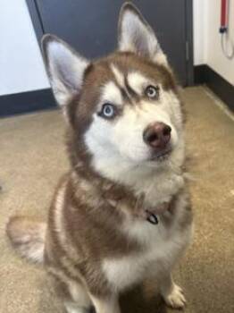 Riley -  Siberian Husky Dog for Adoption in Cleveland, Ohio - Riley | PetCurious