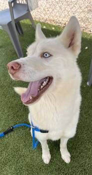 YUKON -  Husky Dog for Adoption in Newton, North Carolina - YUKON | PetCurious