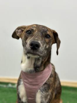 Rescue Whippet and Mountain Cur Dogs for Adoption in Carlsbad, California - Roseline | PetCurious