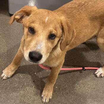 Blossom -  Rhodesian Ridgeback and Pit Bull Terrier Dog Available for Adoption in Washburn, Missouri - Blossom | PetCurious
