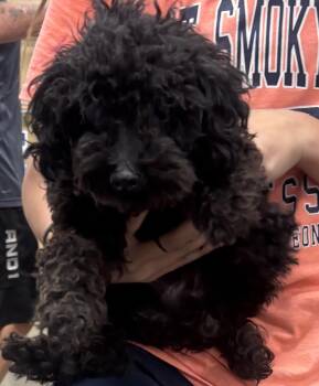 Rescue Poodle Dogs for Adoption - Dante | PetCurious