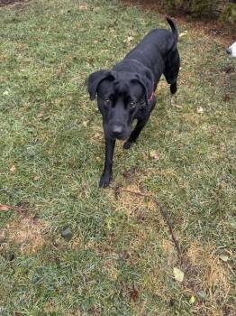 Labrador Retriever Dogs Available for Adoption - Neptune | PetCurious