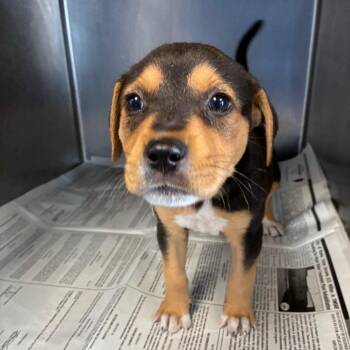 Shepherd Dogs Available for Adoption in San Antonio, Texas - Hillary | PetCurious