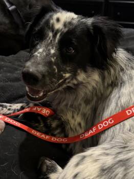 Ace Ventura -  Australian Cattle Dog Blue Heeler Dog for Adoption in Lafayette, Colorado - Ace Ventura | PetCurious