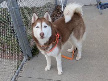 Husky Dogs Available for Adoption - Ruby | PetCurious