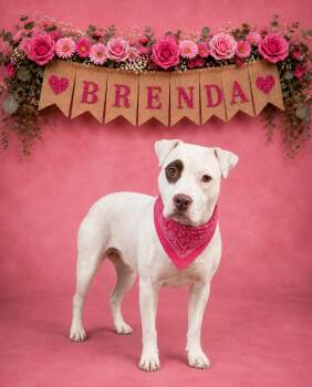 Brenda -  Pit Bull Terrier Dog for Adoption in Shillington, Pennsylvania - Brenda | PetCurious