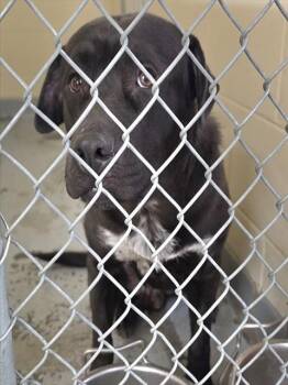 LEO -  Pit Bull Terrier and Mixed Breed Dog Available for Adoption in Anchorage, Alaska - LEO | PetCurious