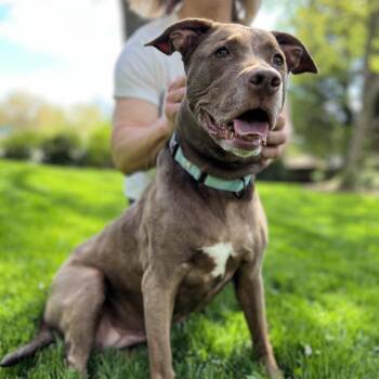 Mixed Breed Dogs Available for Adoption - Duchess | PetCurious